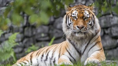 Siberian tiger, Big cat, Wildlife, Predator, Carnivore, Green Grass, 5K