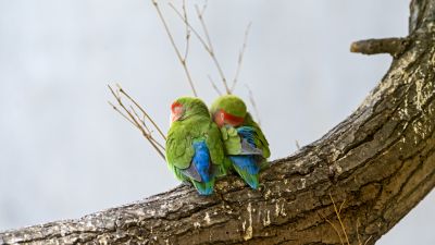 Rosy Faced Lovebirds, Peach Faced Lovebirds, Bird Couple, Tree Branch, Colorful, Cute bird