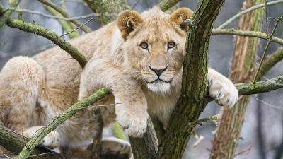 Young Lioness, Cub, Tree Branches, Big cat, African Lion, Zoo, Predator, Carnivore, 5K