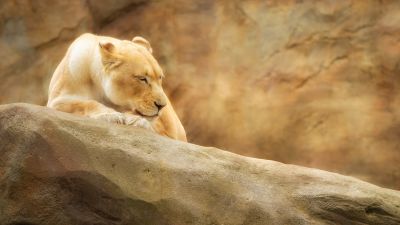 Lioness, Paradise Wildlife Park, Animal park, Zoo, Golden yellow, Rock, 5K