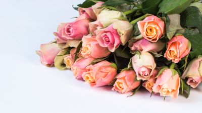 Pink Roses, Green leaves, Flower bouquet, White background, Beautiful, Blossom, 5K