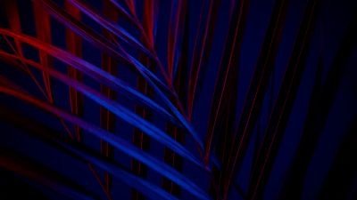 Plant, Dark background, Leaves, Blue, Red, AMOLED, 5K, Dark aesthetic