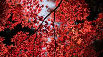 Maple tree, Red leaves, Autumn, Tree Branches, 5K