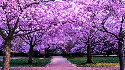 Cherry Blossom Trees, Purple Flowers, Pathway, Park, Floral, Colorful, Spring, Beautiful, Aesthetic, 5K