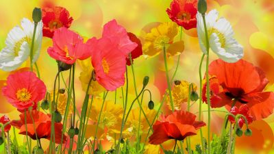 Poppy flowers, Colorful, Bloom, Blossom, Garden, Beautiful, Flower heads, Summer, Flower buds, Red flowers