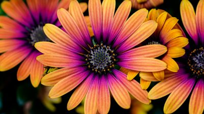 Daisy flowers, Colorful flowers, Yellow, Pink, Closeup, Macro, Flower heads, Blossom, Spring, Garden, Floral, 5K