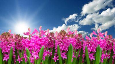 Pink flowers, Hyacinth, Garden, Sun light, Blue Sky, Clouds, Green leaves, Spring, Blossom, 5K, 8K