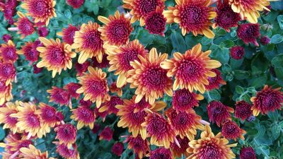 Chrysanthemum flowers, Yellow, Purple, Blossom, Autumn Flowers, Floral Background, Green leaves, Closeup Photography