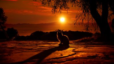 Cat, Silhouette, Sunset, Orange sky, Tree Branches, Shadow