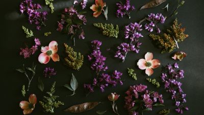 Purple Flowers, Dark background, Spring flowers, Green leaves, Foliage, 5K