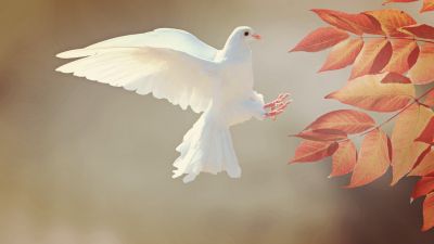 White Dove, Orange leaves, Flying bird, Feathers, Wings, Plumage, Branch