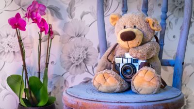 Teddy bear, Vintage Camera, Pink flowers, Orchid flowers, Cute toy, Wooden Chair, Green leaves, Toys, 5K