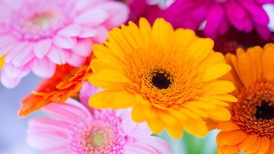 Gerbera Daisy, Yellow flower, Pink, Orange, Closeup, Macro, Blurred, Selective Focus, Vibrant, Colorful, Floral Background, Spring, Blossom, 5K