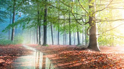 Forest, Sunlight, Tree Branches, Path, Fallen Leaves, Woods, Sunshine, 5K