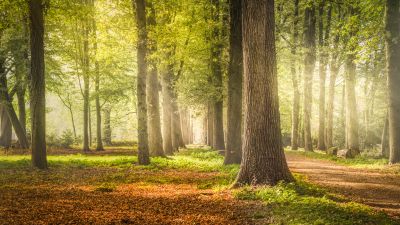 Woodland, Forest Trees, Dirt road, Fallen Leaves, Greenery, Woods, Sunshine, Pathway, Scenery, Sun rays, Shadow, Daytime, Tree Branches, 5K