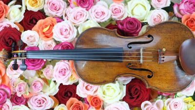 Rose flowers, Violin, Strings, Multicolor, Colorful, Floral Background, Blossom, Beautiful, Musical instrument, 5K