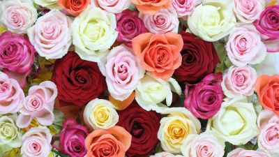 Rose flowers, Multicolor, Colorful, Floral Background, Blossom, Beautiful, 5K