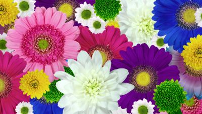 Colorful flowers, Daisies, Chrysanthemum flowers, Floral Background, Multicolor, Blossom, Bloom, 5K