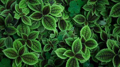 Green leaves, Aesthetic, Plant, 5K, Sage green