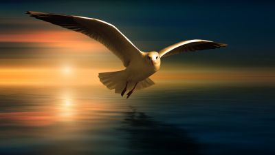 Seagull, White Birds, Sunset Orange, Reflection, Flying bird, Wings, Blur background, 5K