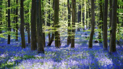 Forest, Woods, Trees, Green leaves, Purple Flowers, 5K