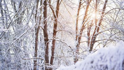 Snow covered, Forest, Tree Branches, Winter, White, Sunlight