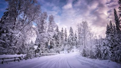 Snowy Trees, Winter Road, Snow covered, Countryside, Woods, White, Landscape, Scenery