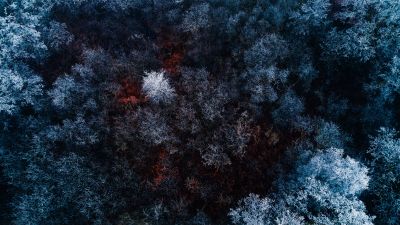 Winter forest, Aerial view, Snow covered, Birds eye view, Drone photo, Trees