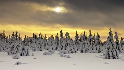 Snowy Trees, Landscape, Winter, Sunset, Snow covered, Sun rays, Cloudy Sky