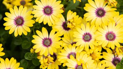 Daisies, Yellow flowers, Floral Background, Blossom, Bloom, Spring, Closeup, 5K