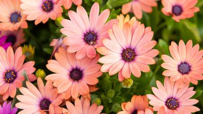 Pink Daisies, Floral Background, Blossom, Bloom, Spring, Closeup, Beautiful, 5K