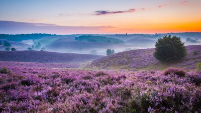 Lavender farm, Purple, Landscape, Foggy, Sunset Orange, Beautiful, Horizon