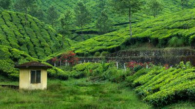 Tea Estate, Hill Station, Greenery, Western Ghats, Pattern, Plantation, Landscape, Scenery