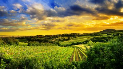 Kahlenberg hills, Vienna, Austria, Landscape, Greenery, Sunset, Beautiful, Cloudy Sky, Plantation, Fields, 5K