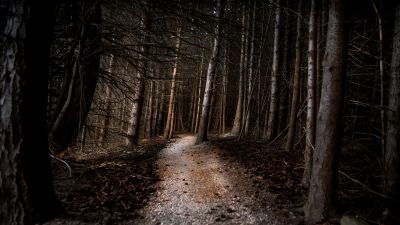 Thick forest, Woods, Pathway, Tall Trees, Landscape, 5K