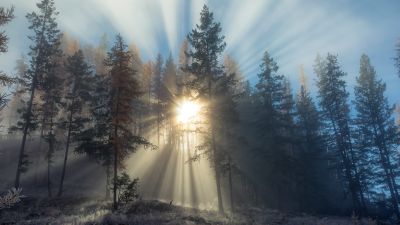 Foggy sunset, Forest, Sun rays, Landscape, Trees, Misty