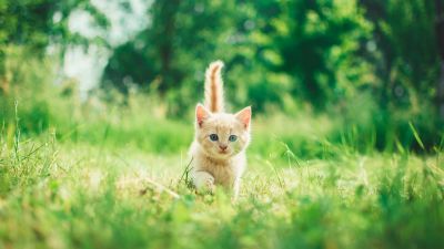 Kitten, Cute Kitten, Green Grass, Bokeh, Baby cat, Green background, Mammal, 5K