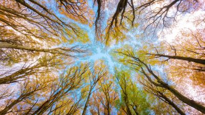 Tree Canopy, Branches, Looking up at Sky, Forest, Foliage, Autumn, 5K