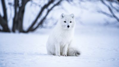 Arctic fox, White wolf, Iceland, Snow field, Selective Focus, Mammal, Wildlife