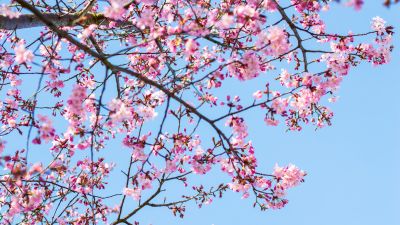 Cherry blossom, Spring, Pink flowers, Blue Sky, Clear sky, Tree Branches, 5K