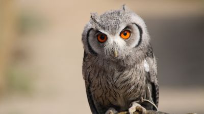 Zwergeule, Owl, Bokeh, Portrait, Blur background, Wildlife, Orange