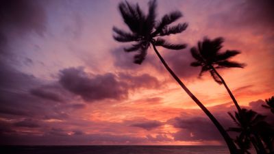 Punta Cana, Dominican Republic, Purple sky, Cloudy Sky, Seascape, Silhouette, Sunrise, Horizon, Palm trees, Tropical