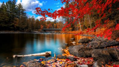 Autumn Forest, Landscape, Maple trees, Lake, Wooden bridge, Autumn leaves, Fallen Leaves, Long exposure, Reflection, Blue Sky, Scenery