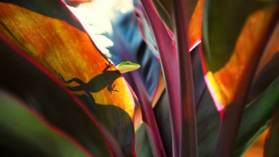 Green Lizard, Silhouette, Plant Leaves, Closeup Photography, Reptile, Peek, Selective Focus