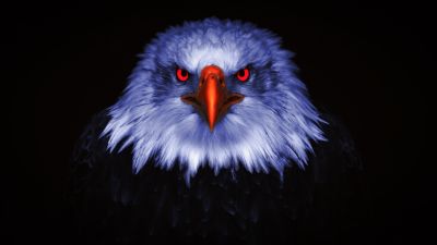 Eagle, Bird of prey, Raptors, Red eyes, Black background, 5K, 8K