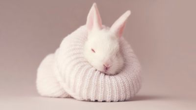 White rabbit, Newborn, Baby bunny, Sock, Cute bunny, Aesthetic