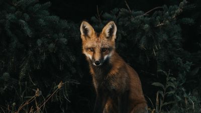 Brown Fox, Green Grass, Dark background, Canine, Wildlife, Forest, Brown aesthetic