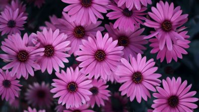 Pink Daisies, Spring, Blossom, Bloom, Closeup, Floral Background, Beautiful, 5K