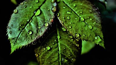 Green leaves, Pattern, Water drops, Dew Drops, Closeup, Macro, Fresh, Wet Leaves, Greenery, Dark background, 5K