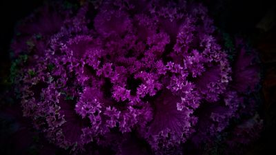 Purple Plant, Dark background, Pattern, Beautiful, Floral, Purple Flowers, 5K